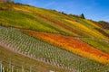 Vineyards with colorful discolored autumn leaves Royalty Free Stock Photo