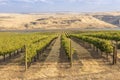 Vineyards in the Columbia River Gorge WA.