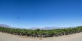 Vineyards, condors and blue sky in Argentina Royalty Free Stock Photo