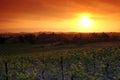 Vineyards in Corbieres country