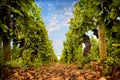 vineyards of Cote de Beaune, Burgundy, France Royalty Free Stock Photo