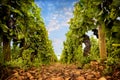 vineyards of Cote de Beaune, Burgundy, France