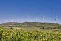 Vineyards and Country