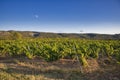 Vineyards and Country