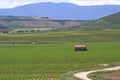 Vineyards in the countryside of La Rioja, Spain Royalty Free Stock Photo