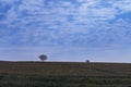 Vineyards in the countryside. There are two trees in the background and clouds in the blue sky Royalty Free Stock Photo