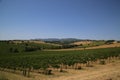 Vineyards in the countryside of Umbria, Italy Royalty Free Stock Photo