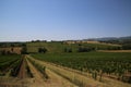 Vineyards in the countryside of Umbria, Italy Royalty Free Stock Photo