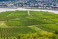 Vineyards cover the hillsides in Rudesheim, Germany Royalty Free Stock Photo