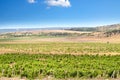 The vineyards of Crimea