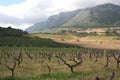 Vineyards cultivation & Mount. Sicily Royalty Free Stock Photo