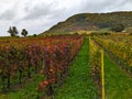 Vineyards with different grape varieties.