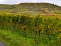 Vineyards with different grape varieties.