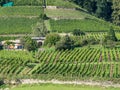 Vineyards in Dresden Royalty Free Stock Photo