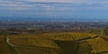 Vineyards of Durbach, Germany with Rhine valley in background including French city Strasbourg and Vosges mountains in autumn.
