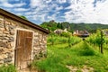 Vineyards in Durnstein, Austria