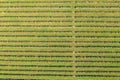 Vineyards in Dworzno village, Poland