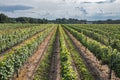 Vineyards in Dworzno village, Poland