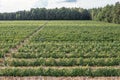 Vineyards in Dworzno village, Poland