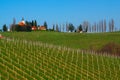 Vinice na jaře slovinsko 