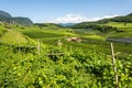 Vineyards in Eppan municipality, South Tirol, Italy Royalty Free Stock Photo