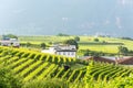 Vineyards in Eppan municipality, South Tirol, Italy Royalty Free Stock Photo