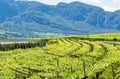 Vineyards in Eppan municipality of South Tirol, Italy Royalty Free Stock Photo
