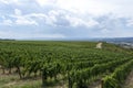 Vineyards and farm in Italy, Umbria