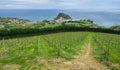 Vineyards and farm for the production of white wine Royalty Free Stock Photo