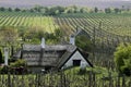 Vineyards and Farmhouse at Lake Balaton Royalty Free Stock Photo