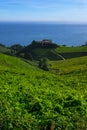 Vineyards and farms for the production of white wine Royalty Free Stock Photo