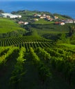 Vineyards and farms for the production of white wine with the sea in the background. Royalty Free Stock Photo