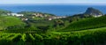 Vineyards and farms for the production of white wine with the sea in the background. Royalty Free Stock Photo