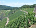 Vineyards fields in the Mosel Germany