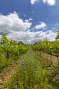 Vineyards with flovers near Cejkovice, Southern Moravia, Czech Republic