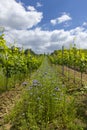 Vineyards with flovers near Cejkovice, Southern Moravia, Czech Republic