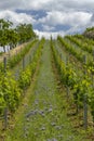 Vineyards with flovers near Cejkovice, Southern Moravia, Czech Republic