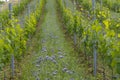 Vineyards with flovers near Cejkovice, Southern Moravia, Czech Republic