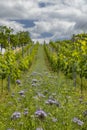 Vineyards with flovers near Cejkovice, Southern Moravia, Czech Republic Royalty Free Stock Photo