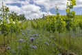 Vineyards with flovers near Cejkovice, Southern Moravia, Czech Republic Royalty Free Stock Photo