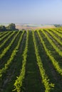 Vineyards with flovers near Cejkovice, Southern Moravia, Czech Republic