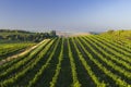 Vineyards with flovers near Cejkovice, Southern Moravia, Czech Republic Royalty Free Stock Photo