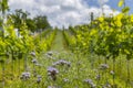 Vineyards with flovers near Cejkovice, Southern Moravia, Czech Republic Royalty Free Stock Photo