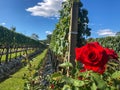 Vineyards, flowers and grapes in beautiful and stunning wineries Royalty Free Stock Photo