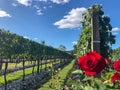 Vineyards, flowers and grapes in beautiful and stunning wineries Royalty Free Stock Photo