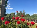 Vineyards, flowers and grapes in beautiful and stunning wineries Royalty Free Stock Photo