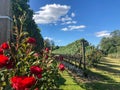 Vineyards, flowers and grapes in beautiful and stunning wineries Royalty Free Stock Photo