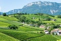 Vineyards in Frangart village in South Tyrol, Italy