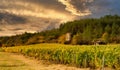 Vineyards in french countryside, Drome, Clairette de Die