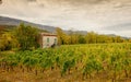 Vineyards in french countryside, Drome, Clairette de Die